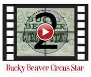 bucky beaver circus star